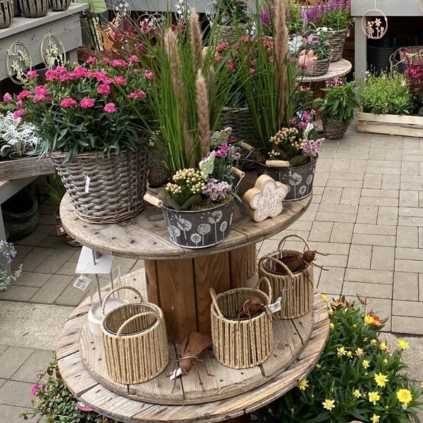 Blumige Pflanzenausstellung mit Töpfen auf rustikalem Holzregal.